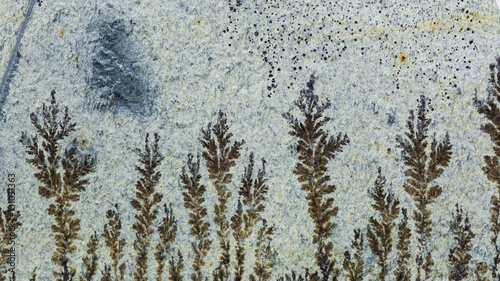 Obraz na płótnie Macro image. Fossils. Dendrites. Mineral deposits on stone. w salonie