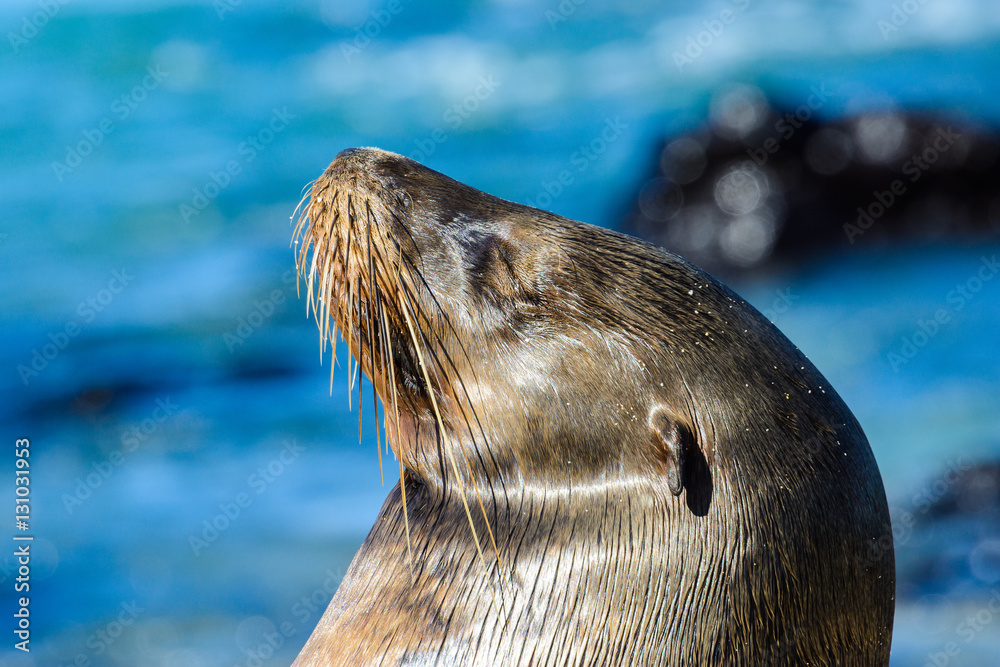 Obraz premium Galapagos sea lion at Mann beach, San Cristobal island, Ecuador