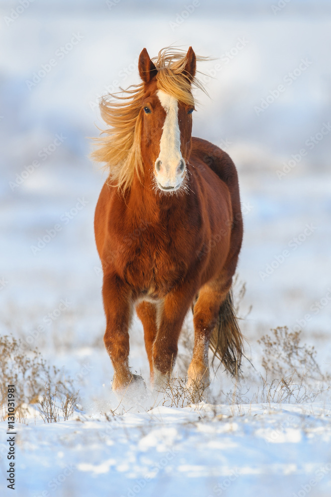 Fototapeta premium Red horse with long blond mane run gallop in winter snow field