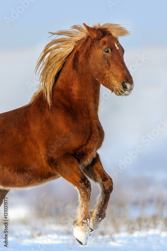 Red horse with long blond mane rearing up