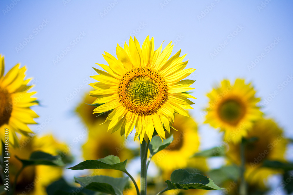 Sunflowers on the sky background