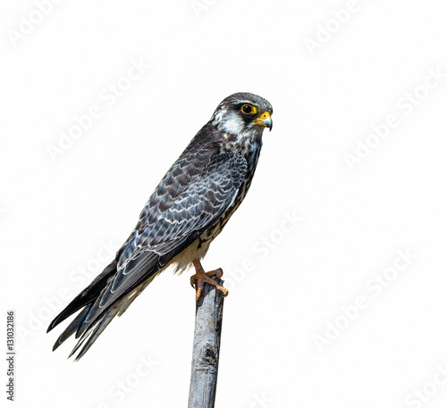 Amur Falcon(Falco amurensis), beautiful bird isolated on Stump with white background,Thailand.