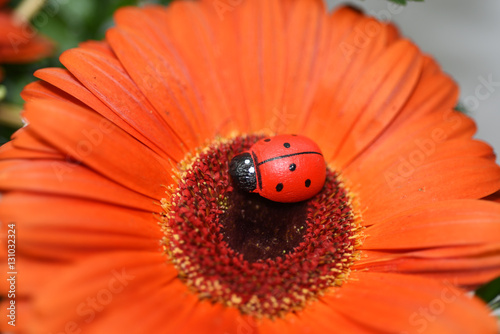 Ladybug on big red flower.