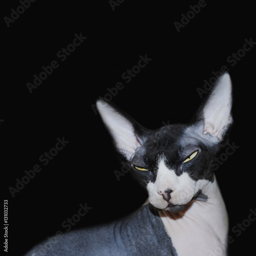 Hairless Sphynx cat isolated on a black background