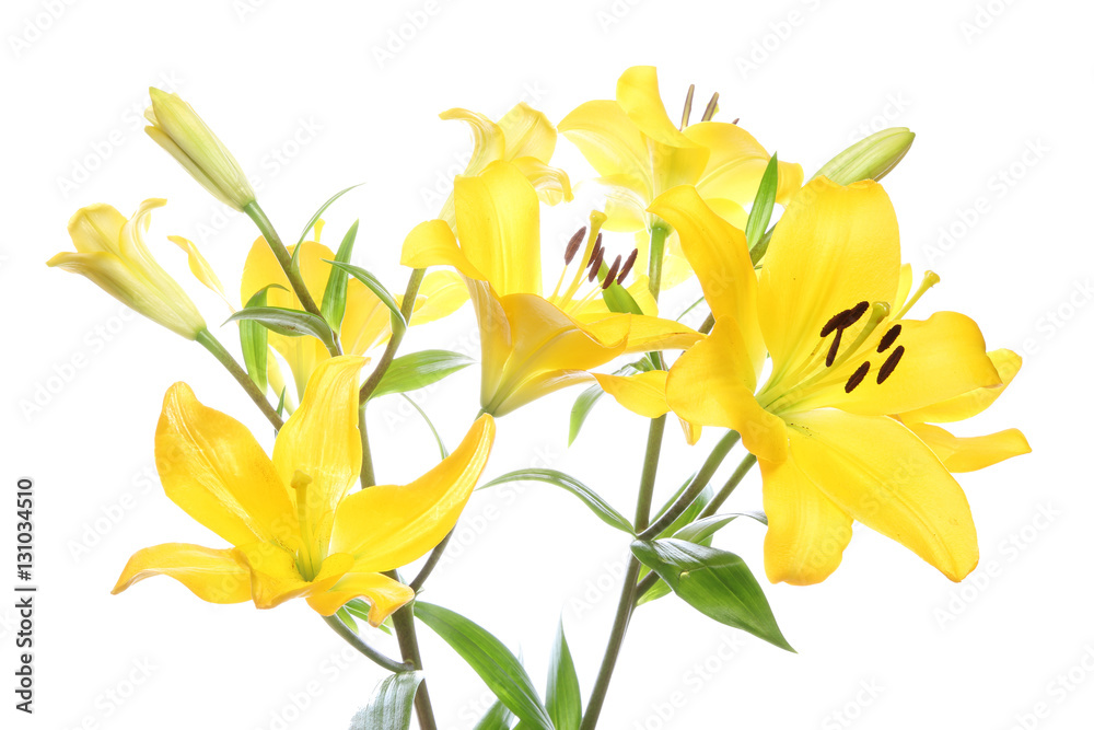 百合 百合