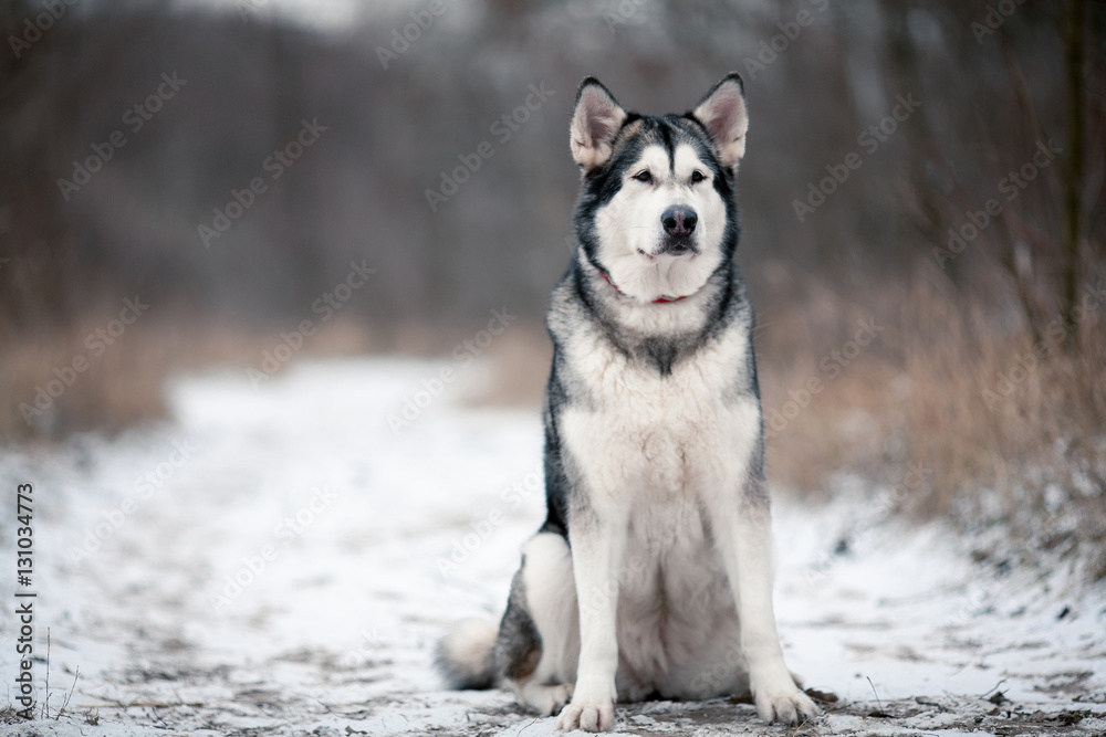 Alaskan malamute dog sitting in snow