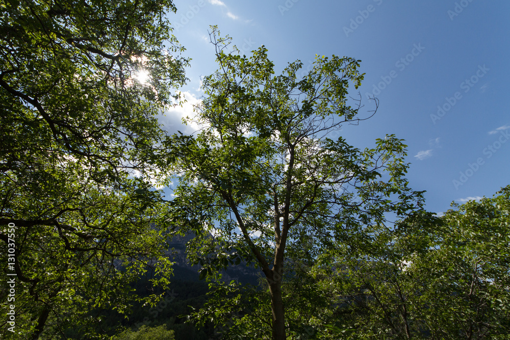 Obraz premium Summer Trees In The Mountains