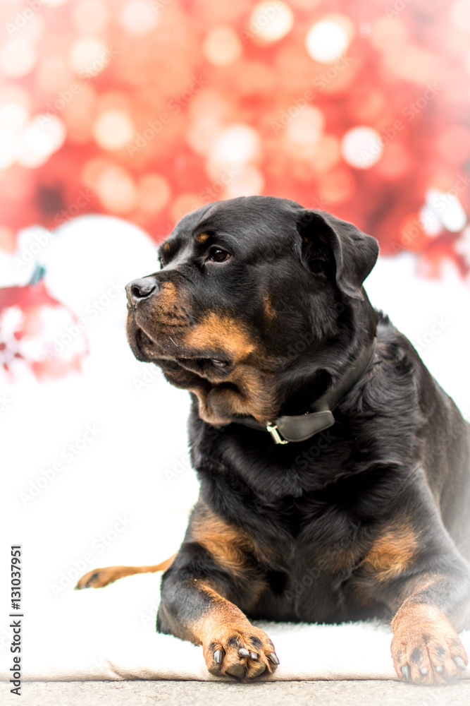 Fototapeta premium Weihnachtlicher Hund