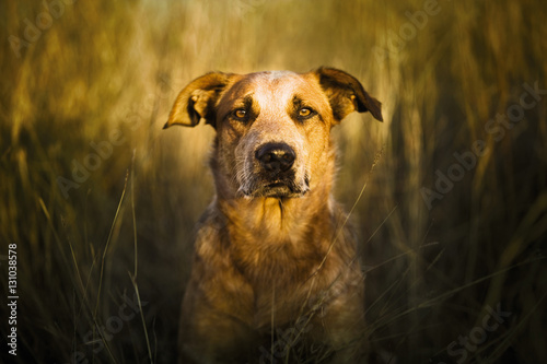 Portrait of a dog in a feild photo