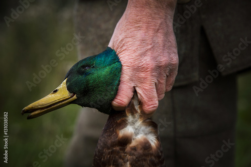 duck hunter holding dead bird. Scotland. photo