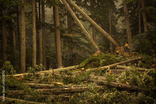 Lumberjack working in forest