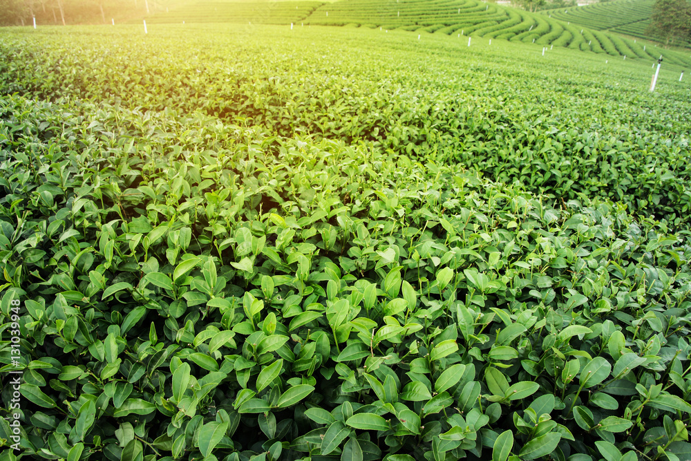Green tea garden landscape sunset hill cultivation Green tea garden landscape sunset hill cultivation