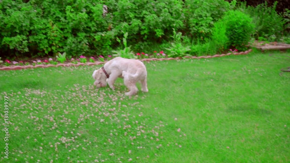 Dog owner throwing ball. Dog catching ball on grass. Dog play tennis