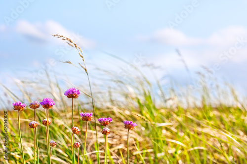 Dune grasses and flowers in afternoon sun
