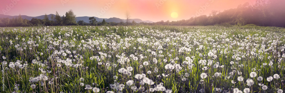 Obraz premium Dandelions o wschodzie słońca