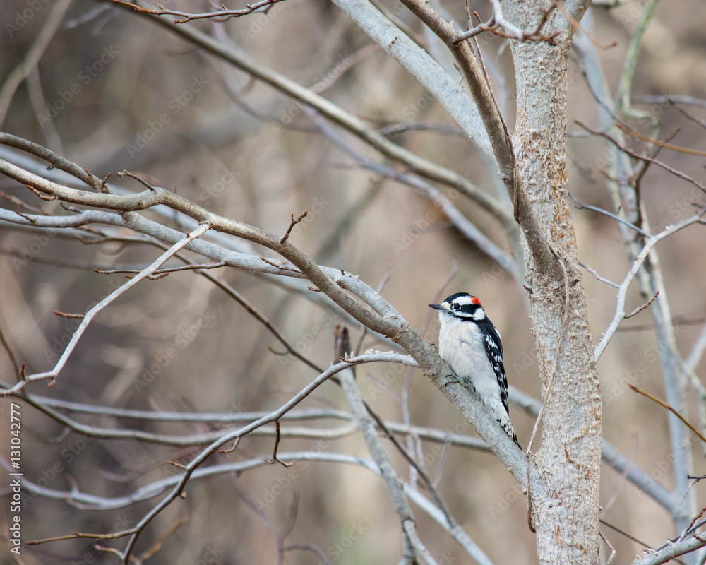 Woodpecker. Small bird resting on Winter's branches.