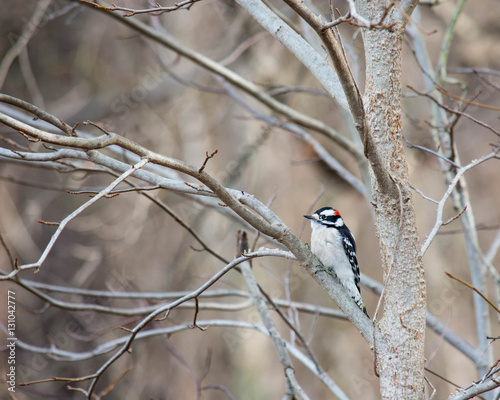 Obraz na płótnie Woodpecker. Small bird resting on Winter's branches. w salonie
