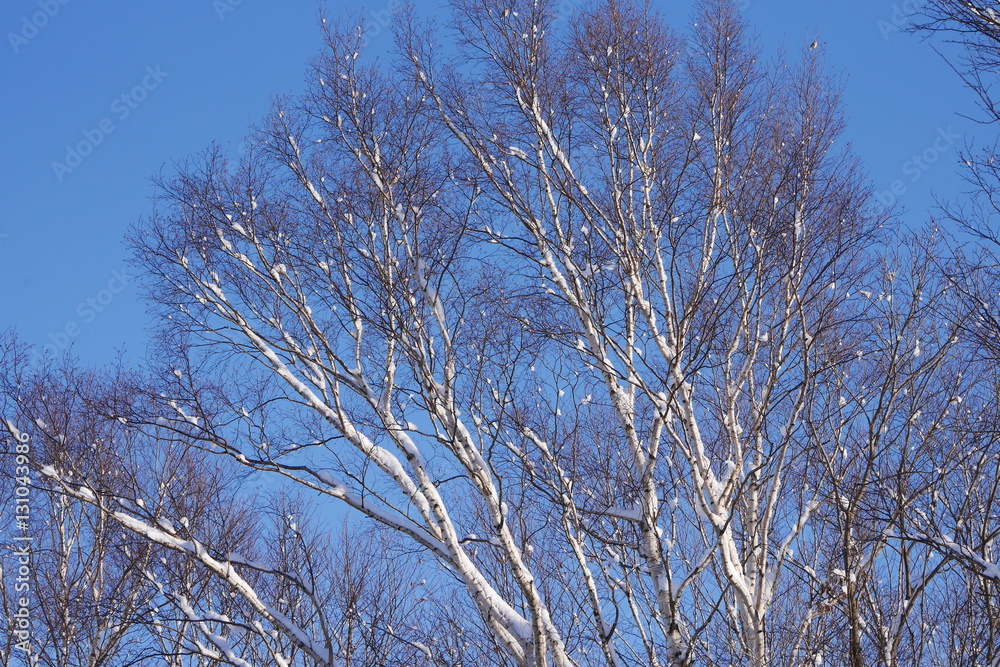 Snowy wood branches in sunny morning Snowy wood branches in sunny morning