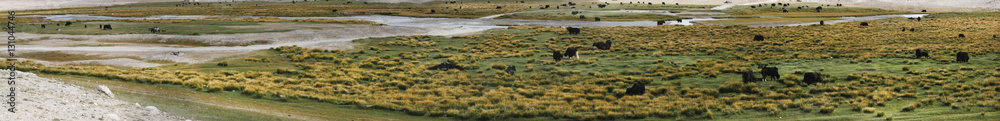 Animals Grazing in the Field