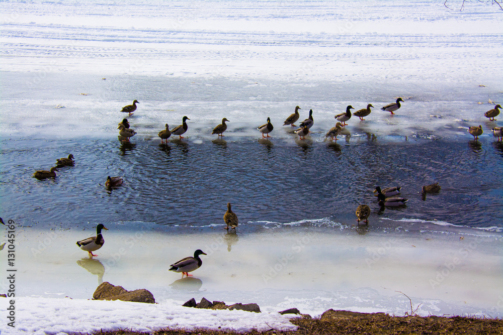 Fototapeta premium winter swim