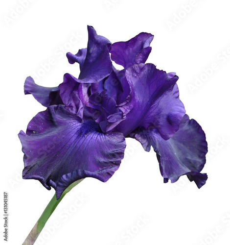 iris flower