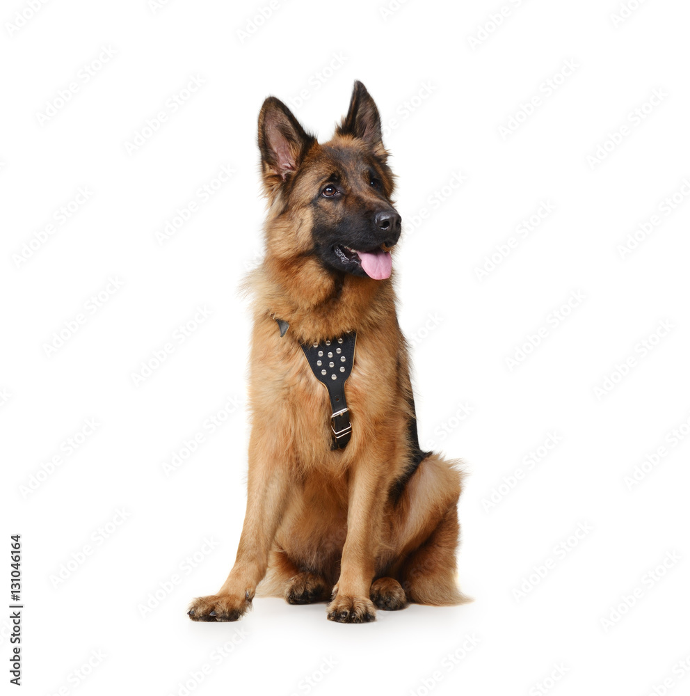 Close up Portrait of a Young Fluffy German Shepherd Dog Sitting on a white background. Two Years Old Pet. Close up Portrait of a Young Fluffy German Shepherd Dog Sitting on a white background. Two Years Old Pet.