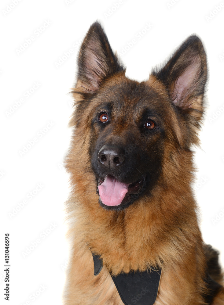 Close up Portrait of a Young Fluffy German Shepherd Dog Looking to the Camera. Two Years Old Pet.