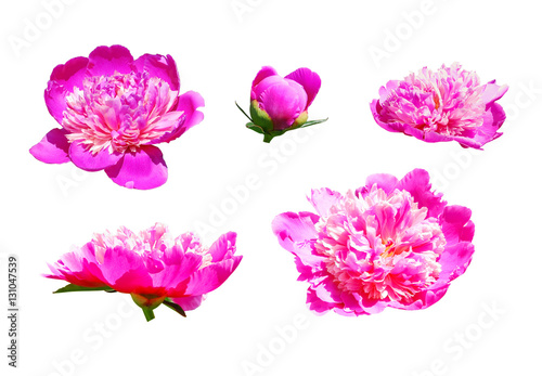   The set of several hot pink peony flowers (Paeonia) in different angles isolated on white background © aleoks