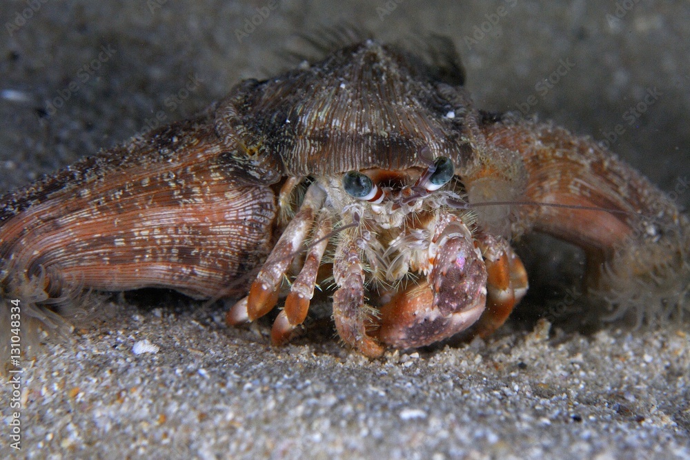 Hermit Crab with anemone