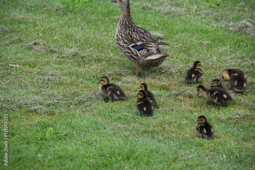 mother and ducklings