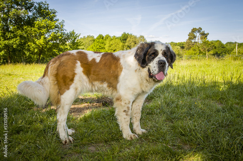Принти на полотні st bernard