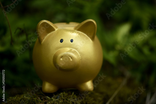 gold piggy bank in a forest