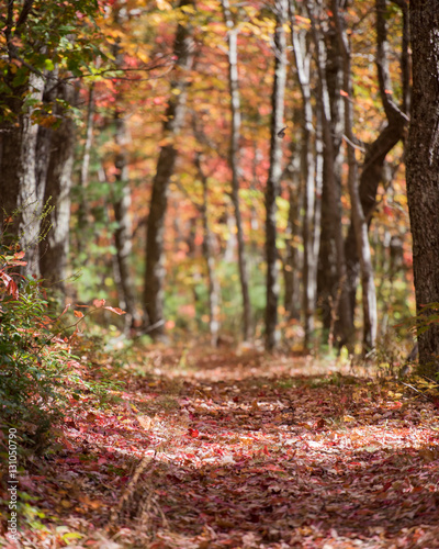 Hiking Trail in Tunnel of Trees in the Fall