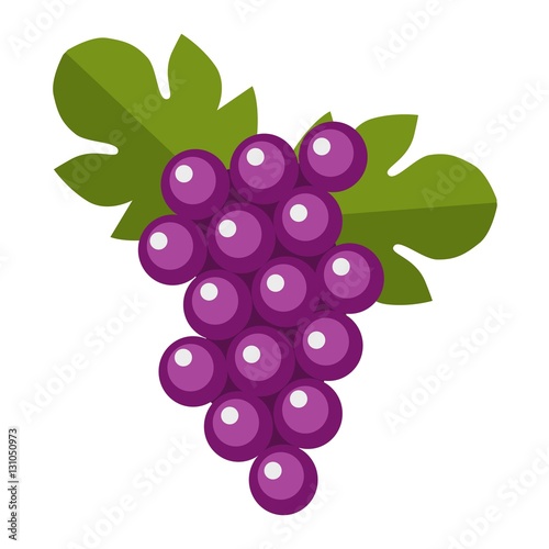 Blue wet Isabella grapes bunch vector.