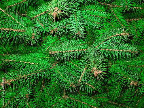 Fir branches. New year.  Tree of life. Fir branches. Green background. Christmas tree. Needles. Macro. Texture.