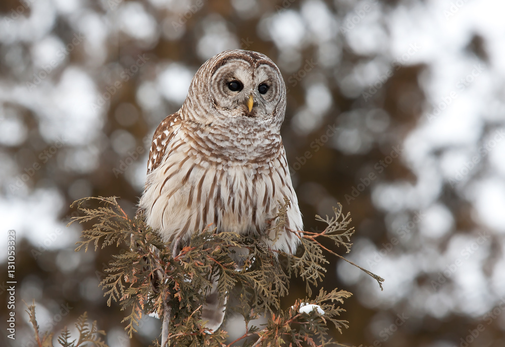 Naklejka premium Barred owl (Strix varia) perched on a branch in winter in Ottawa, Canada