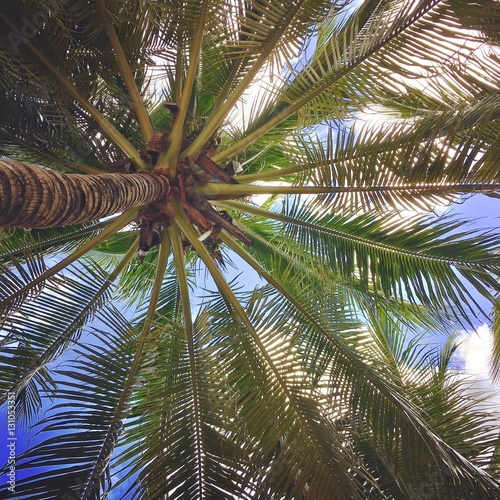 palm tree © volgariver