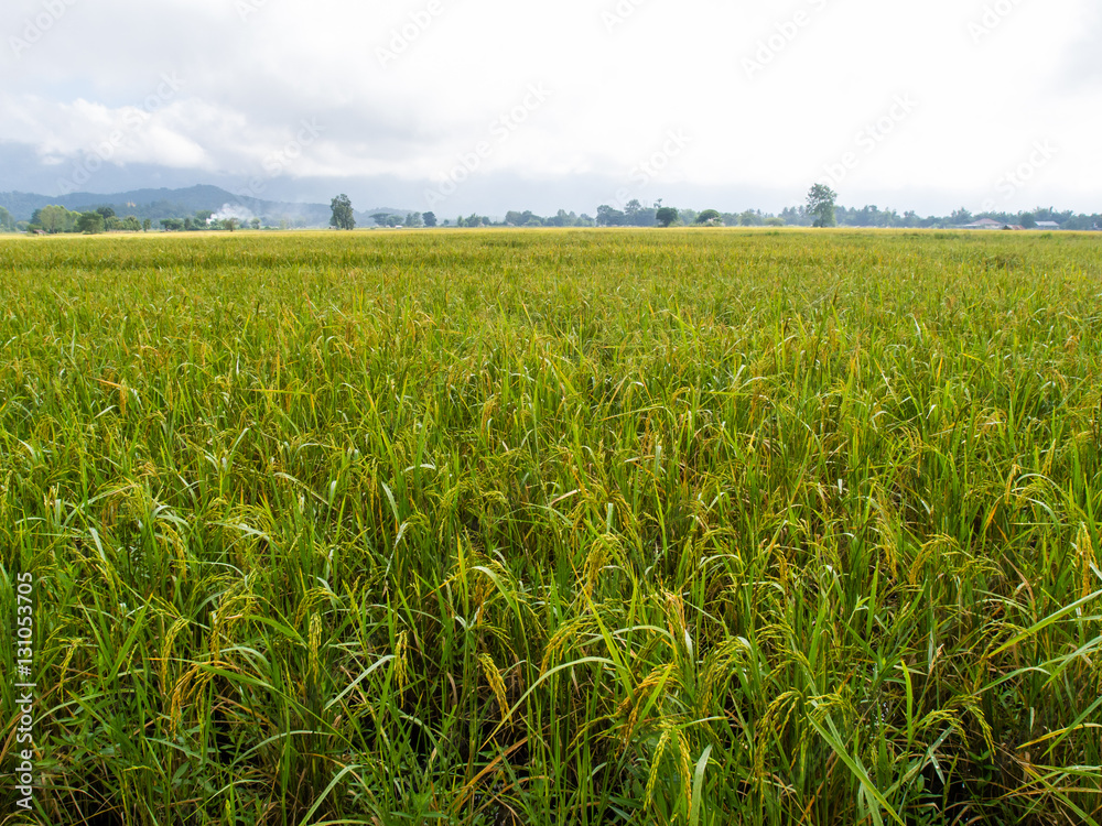 paddy rice in field paddy rice in field
