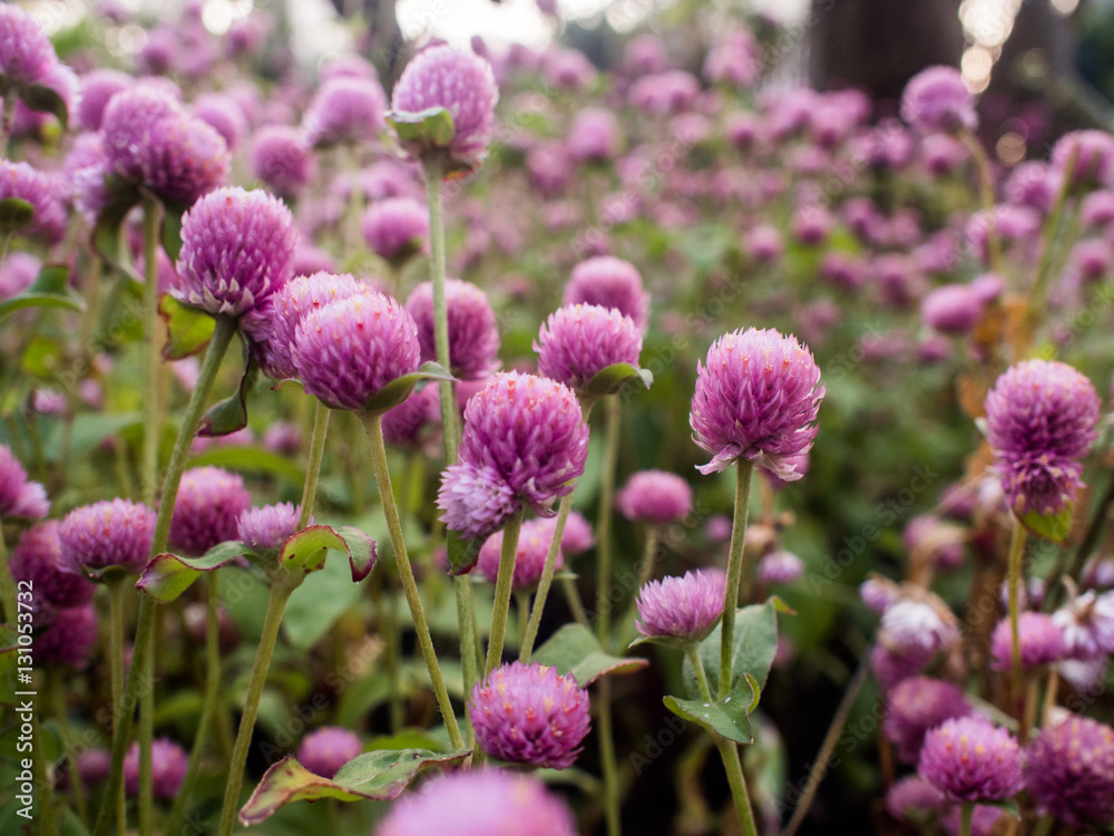 Amaranth purple flower Amaranth purple flower
