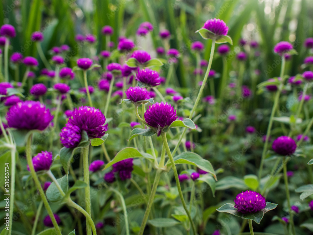 A lot of Amaranth purple flower in a Garden A lot of Amaranth purple flower in a Garden