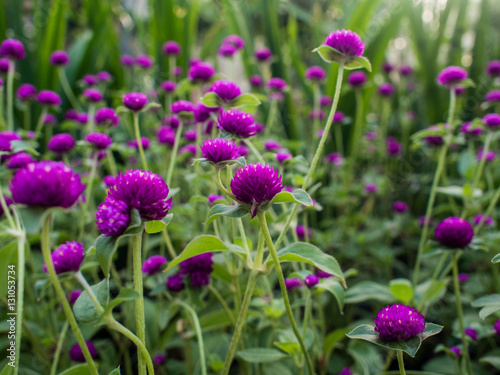 A lot of Amaranth purple flower in a Garden