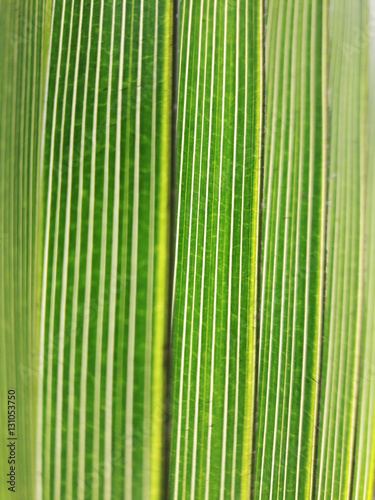 Textura hoja palma vertical verde naturaleza 1
