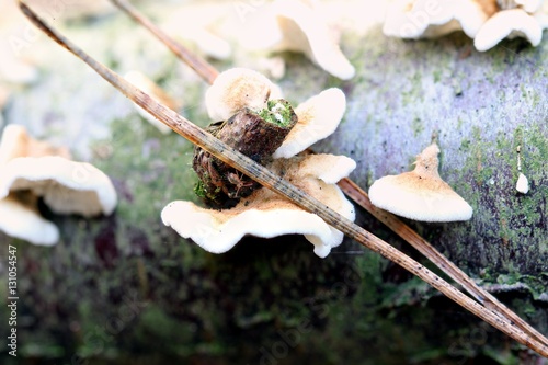 Wasserkugelspringer zwischen dem Pilz und einem Zeig photo