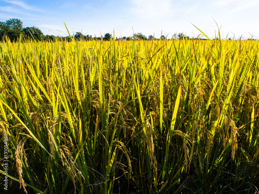 Obraz premium paddy rice in field