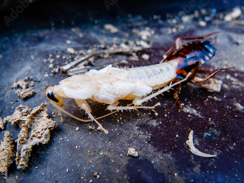 molting cockroach