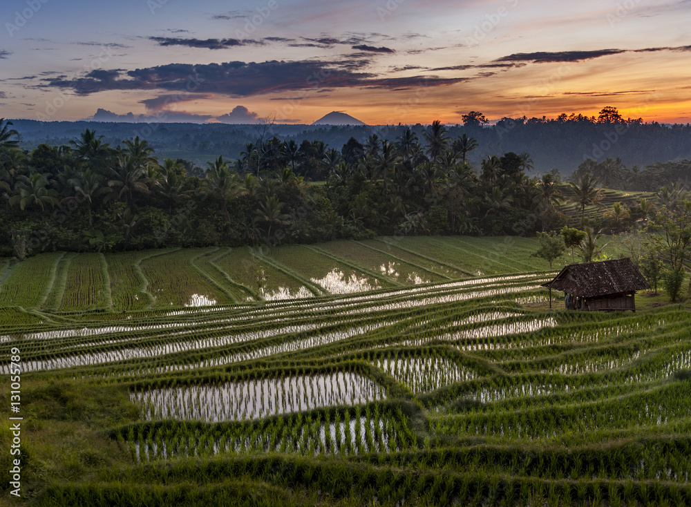 Bali Rice Fields. The village of Belimbing, Bali, boasts some of the most beautiful and dramatic rice terraces in all of Indonesia. Morning light is a wonderful time to photograph the landscape.