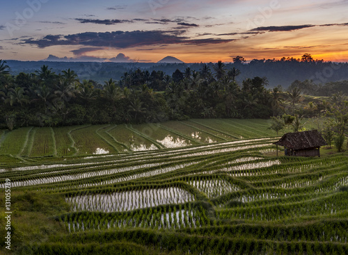 Bali Rice Fields. The village of Belimbing  Bali  boasts some of the most beautiful and dramatic rice terraces in all of Indonesia. Morning light is a wonderful time to photograph the landscape.