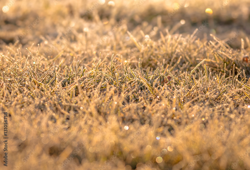 Grass glistening in the golden morning sun as frost evaporates, select focus