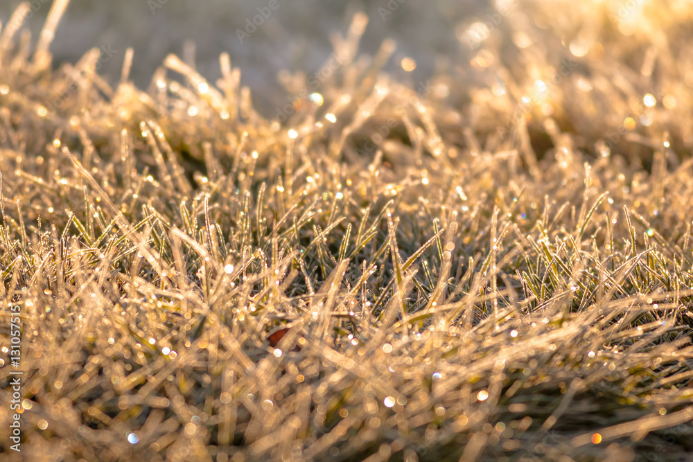 Grass glistening in the golden morning sun as frost evaporates
