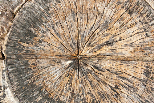Wood stump texture photo